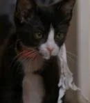 Mittens (Santa Claws)