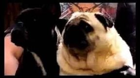 The Batman Pug