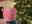 Peppa Pig Fan user image