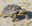 Turtle user image