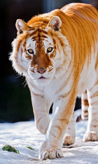 Brianna(golden tiger) user image