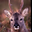 프붕이 user image