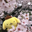 pompompur.in user image
