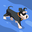 Daki Petrovic user image
