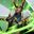 LapisTheGem427 user image