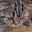 Den_cat user image