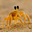 Bed Crab user image