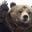 bearhead2006 user image