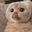 lolo user image