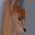 Shpitalny user image