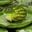 Ginger Frog user image