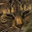 dogi user image