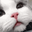 TINIYOLO user image