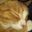 venusdandelions user image