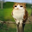 Rober user image