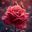 tulipe rose user image