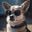Dog Rogers user image