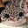 Landino Channel user image