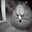 gitano_groseron user image