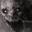 JoePedoVEVO user image