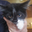 meow cat user image