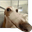 Goober Toober user image