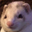 ferrets weasels user image