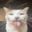 Tilin1:v user image