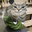 12ciro (Watermelon cat) user image