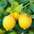 Le Sour Lemon user image