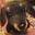 Bl4ck Sug4r user image
