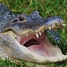 Cute Aligator user image