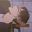 Amane user image