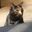 gabi the fat cat user image