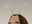 Cornucopia user image