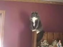 Some Guy Yelling at Some Cats
