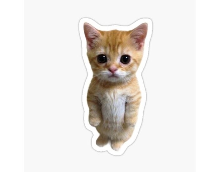 El Gatooo 😭