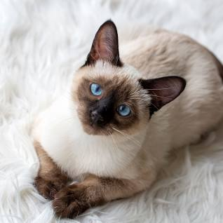 Siamese Cat