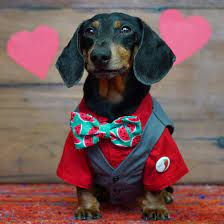 Oakley Dokily (SEASON 2B-Current) (Crusoe the Dachshund)