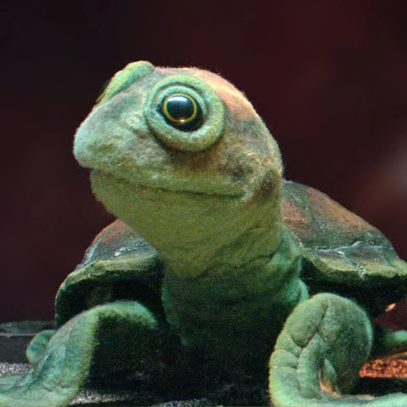 Chauncey The Turtle