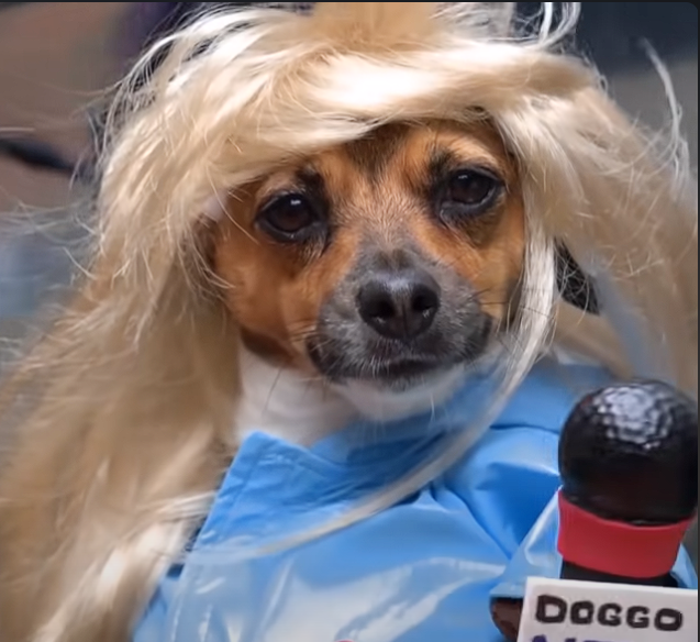 Stormy Stevens (Crusoe the Dachshund)