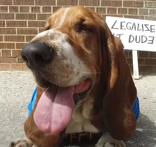 Dean Marley (Crusoe the Dachshund)
