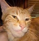 AzeGigaCat