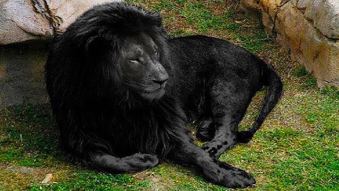 Lion P