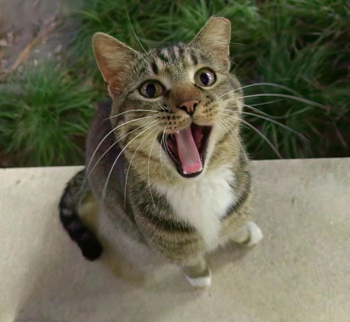 test-yya