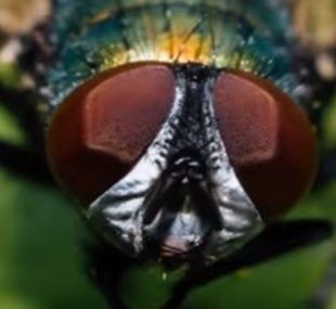 fly