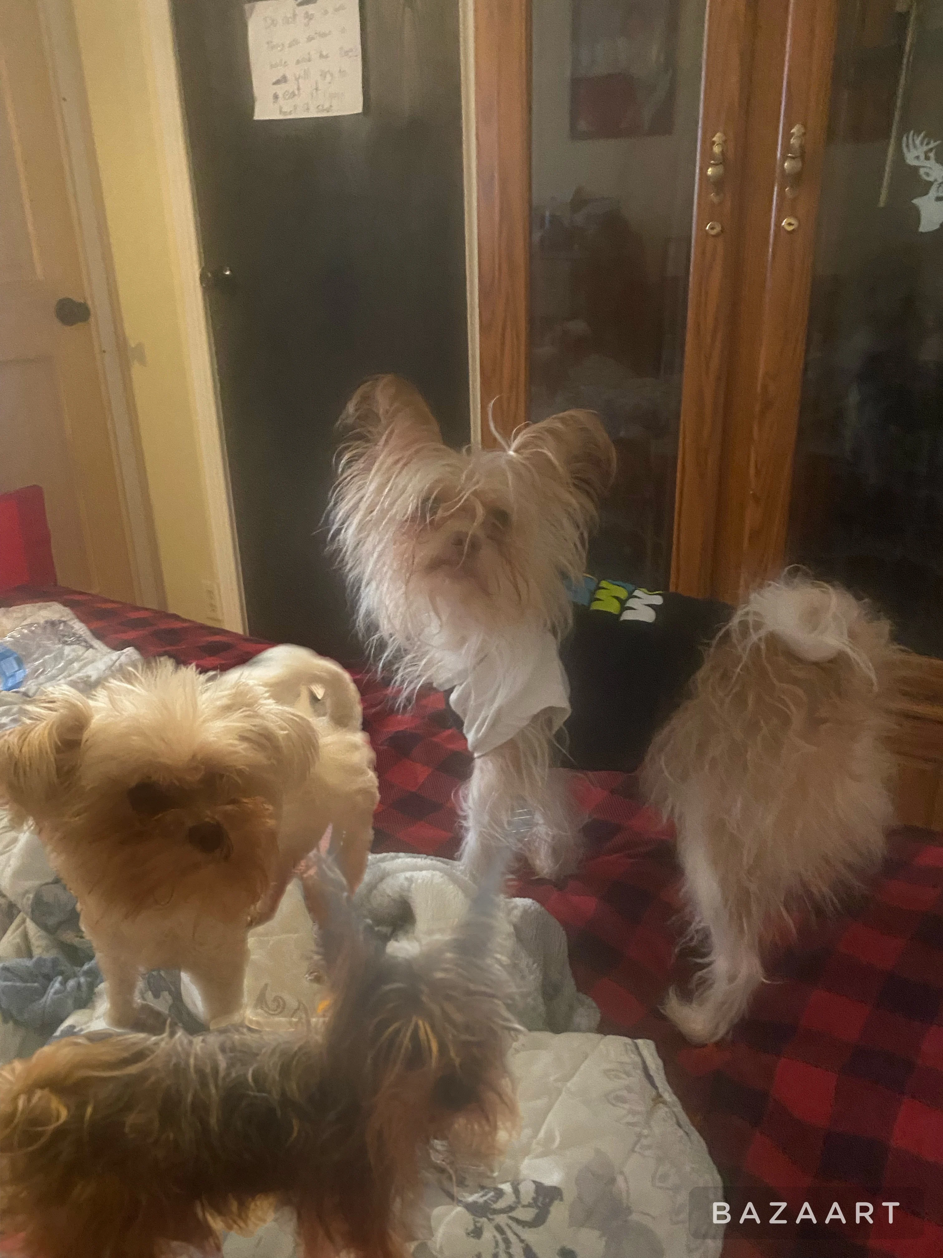 Dogs Barkin