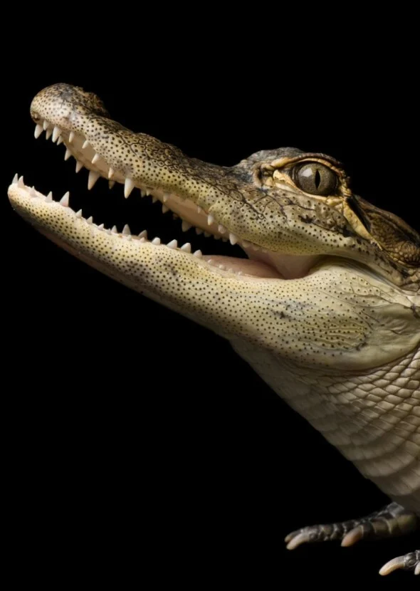 American alligator (Andy Samberg)