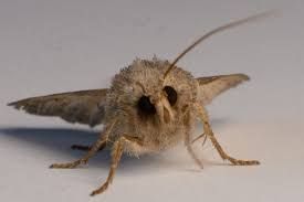Death Moth (backrooms)