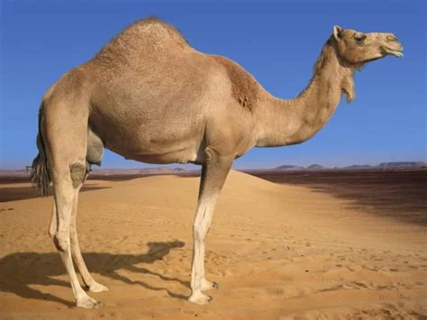 Camelus dromedarius